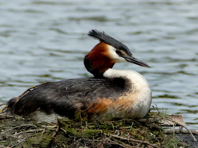 The Australasian crested grebe, or pūteketeke, won New Zealand&#39;s Bird of the Century contest with 290,000 votes.