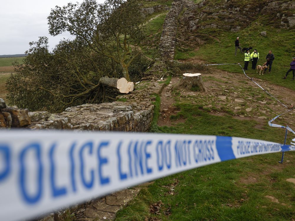 Police tape in front of chopped down tree