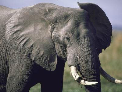 The number of African elephants, which are endangered, has been declining in recent years due to factors including habitat loss and poaching. A new study identifies a bacterium that could also continue to pose a threat to the elephants.