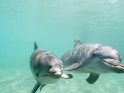 After several attempts to dolphin-proof the bait, the team finally figured out a solution: a mesh bait pouch.