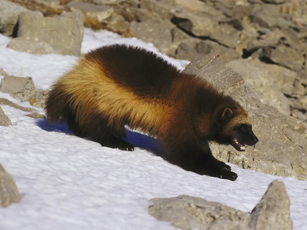 Wolverine walking on snow